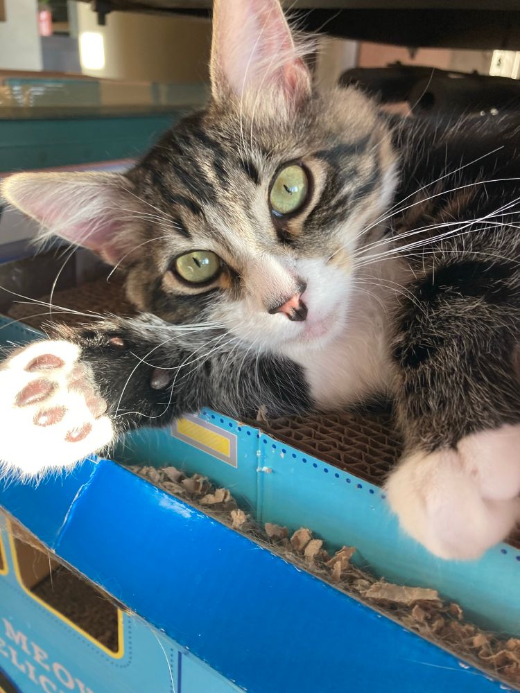 A grey tabby kitten with green eyes and a white face and paws extends his front left paw with more black toebeans