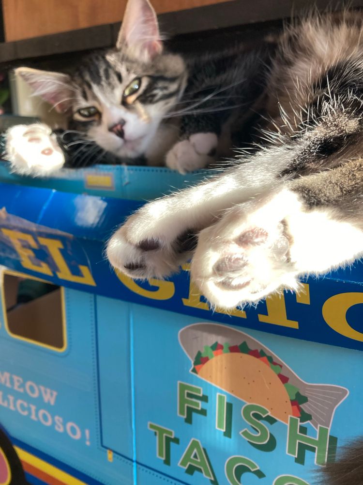 A grey tabby kitten shows of the black toebeans in his white feet