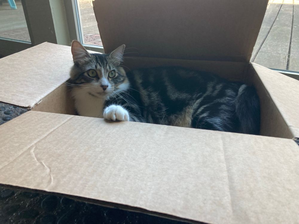 grey and white tabby cat lies in a cardboard box, one white paw on an edge flap
