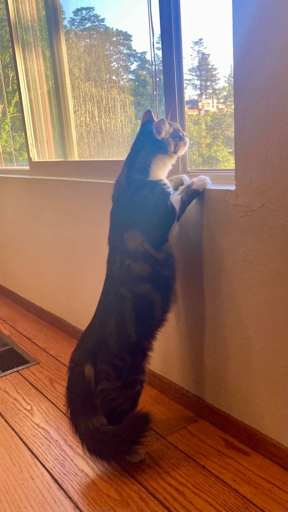 a long long tabby boy with a floofy tail stands on his hind legs on an oak plank floor to look out a window