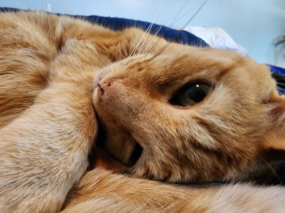 A happy orange cat snuggled up on a bed, looking at you upside-down 