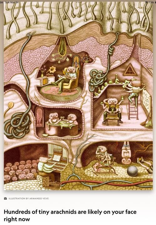 An illustration by Armando Veve, apparently from some March 24 magazine, depicting a cross-section of skin with hair follicles, sweat glands, and five fanciful chambers with anthropomorphized mites reading, listening to music, turning clay sculptures, relaxing in a hot tub, playing an organ performance, and working out. The headline reads "Hundreds of tiny arachnids are likely on your face right now"