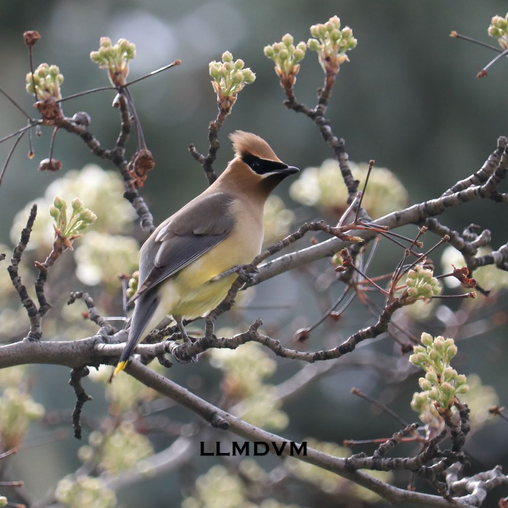 Photo of a cedar waxwing bird in a pear tree with unopened flower buds.