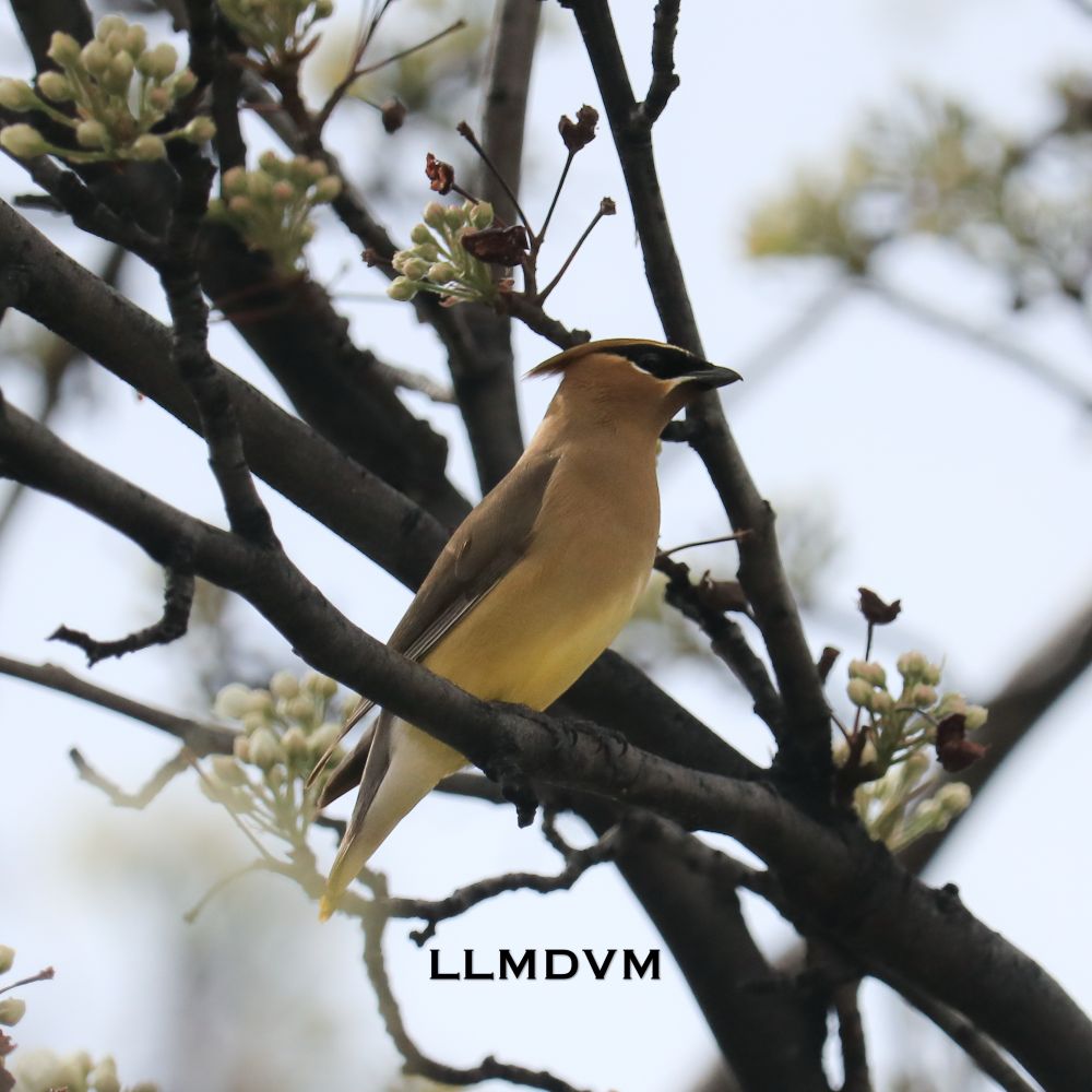 Photo of a cedar waxwing bird in a pear tree with unopened flower buds.
