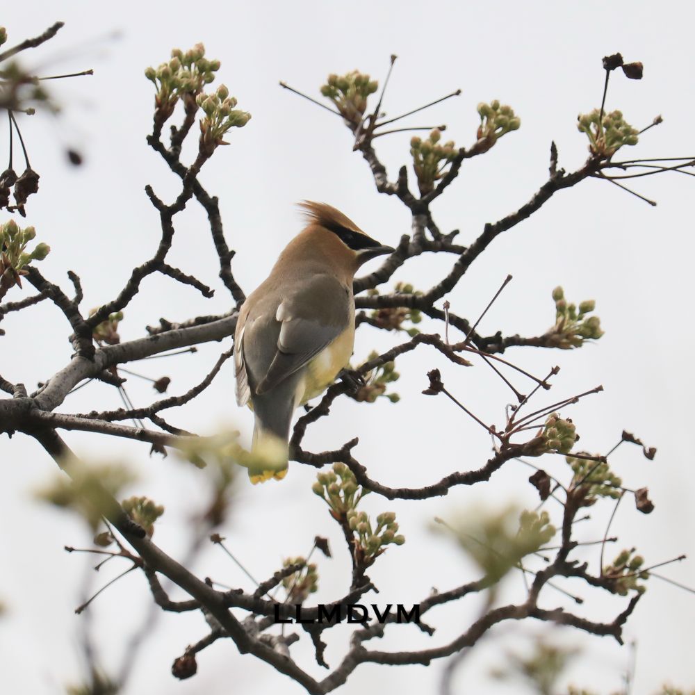 Photo of a cedar waxwing bird in a pear tree with unopened flower buds.