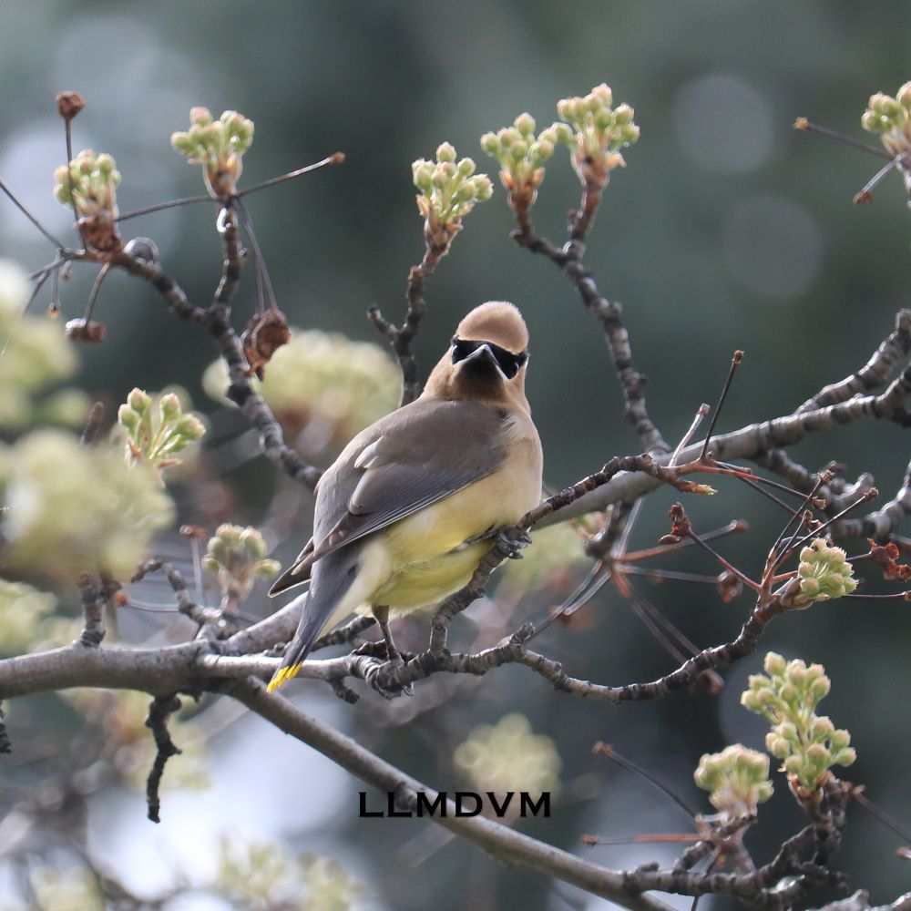 Photo of a cedar waxwing bird in a pear tree with unopened flower buds.