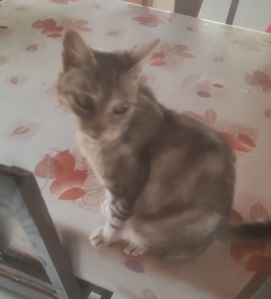 Ma chatte assise sur la table.