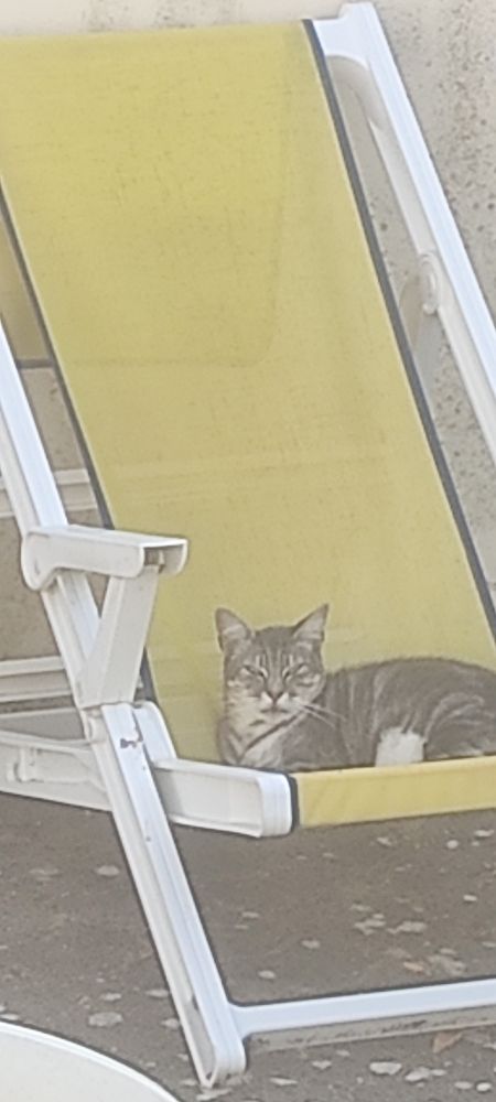 Mon chat en train de couler des jours heureux sur le transat.