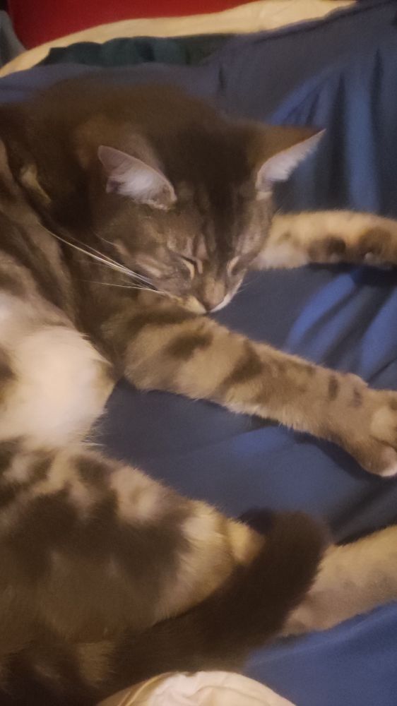 Mon chat qui sieste sur des oreillers.