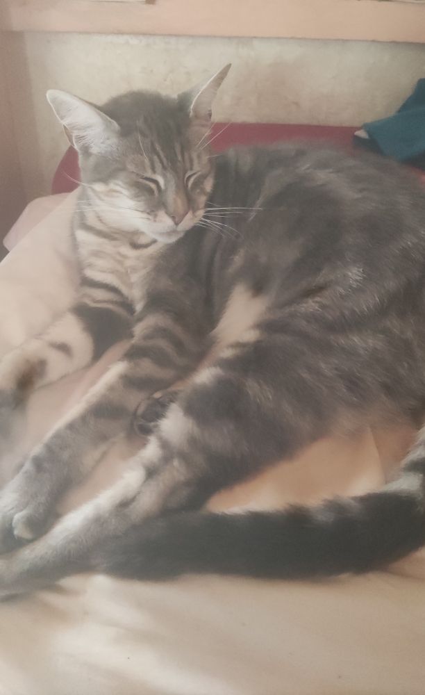 Mon chat dormant sur le canapé car il pleut dehors.