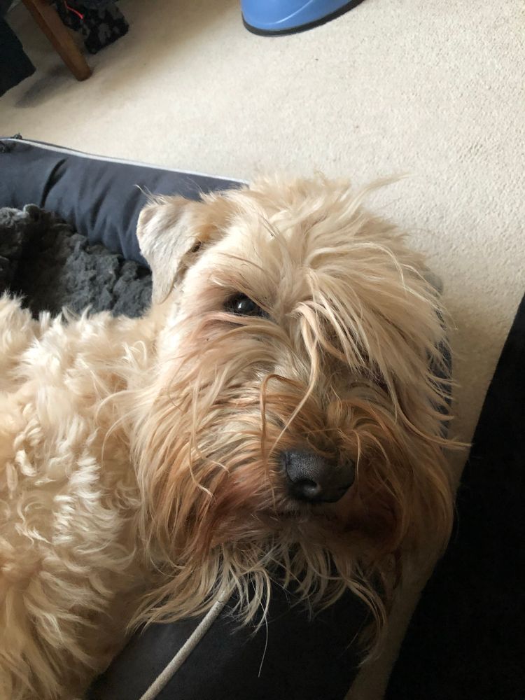 Sleepy head blond dog looking up from his bed. Fringe covering one eye, the other just peeping out from the whiskers. Big brown nose. Has definitely not really woken up! 