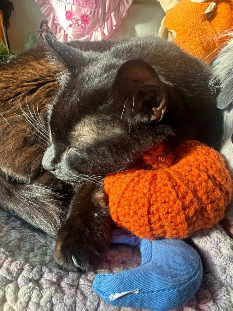 A black cat rests his face on a crochet pumpkin