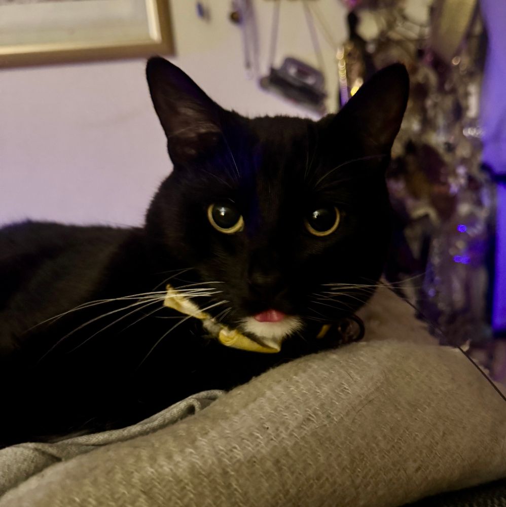 A tuxedo cat with a tiny blep