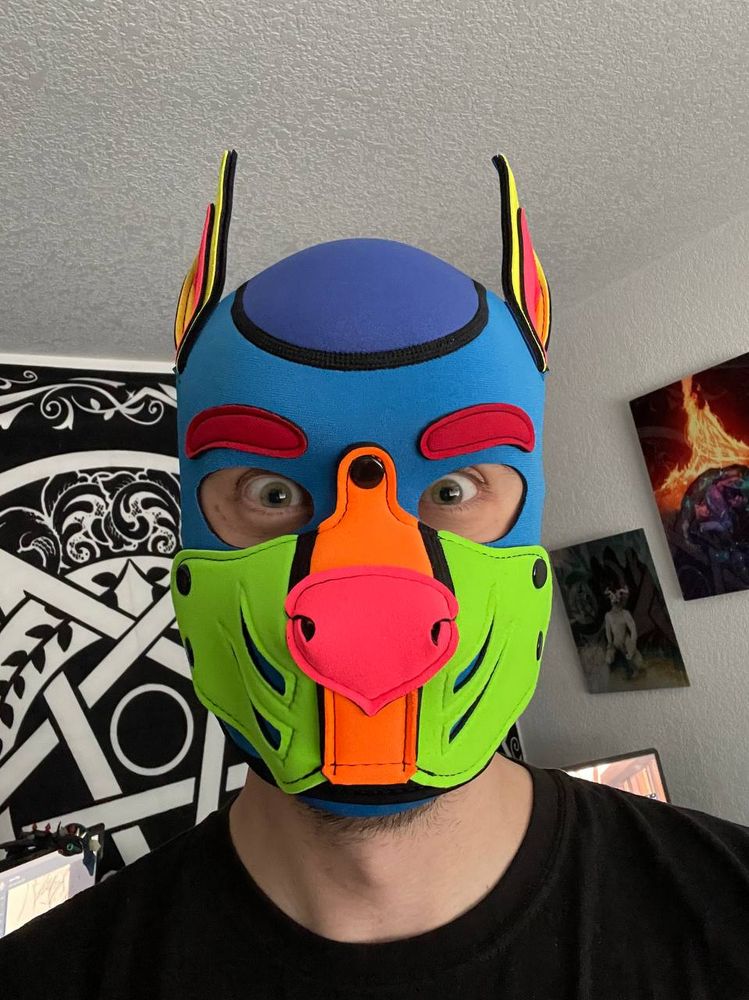 A colorful pup that is excited about his new pup hood!