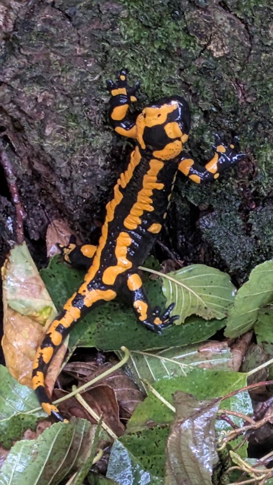 Feuersalamander im Laub