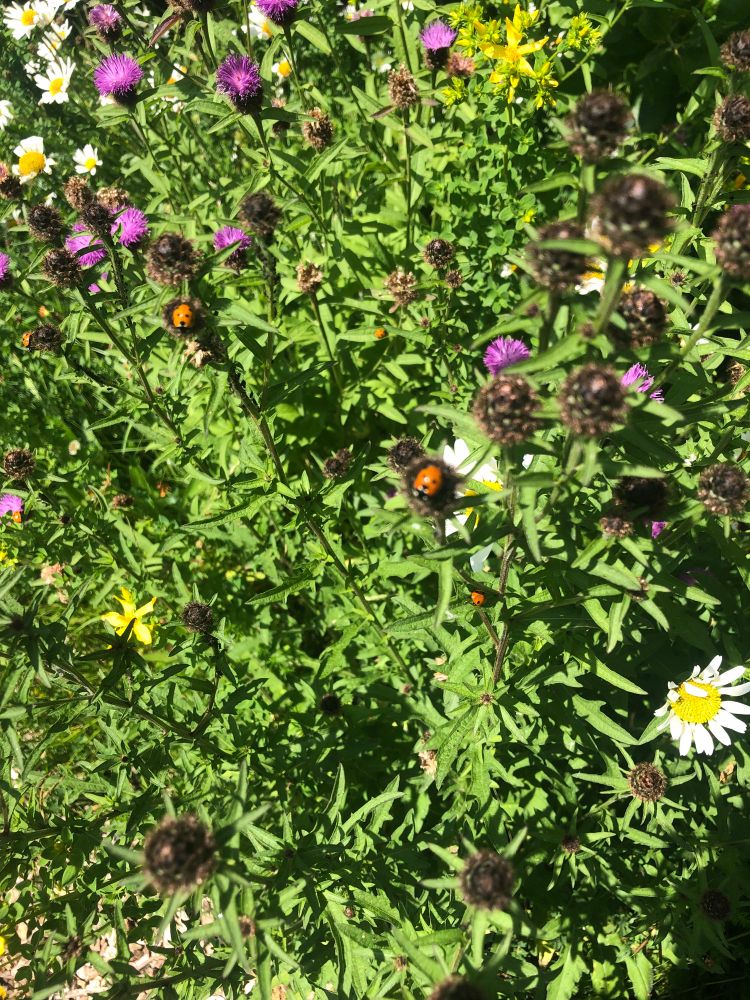 Wildlife garden greenery with lots of ladybirds dotted through the leaves. 