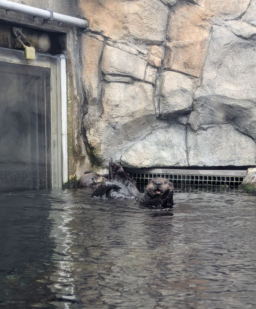 Sea otter stretching and smiling big at Monterey Bay Aquarium. This sea otters name is Opal, she is all brown with thick white whiskers.