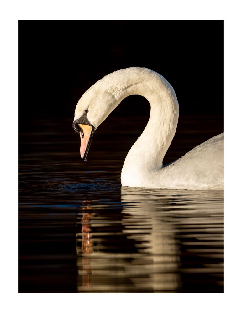 Swans under late afternoon light in Figgate Park, Edinburgh