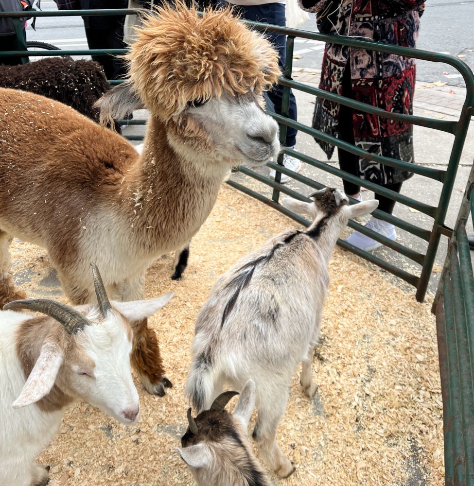 A dignified brown and white alpaca gazes into the middle distance. It is surrounded by three mini goats (one brown and white, two brindle) who are thinking about gamboling. 