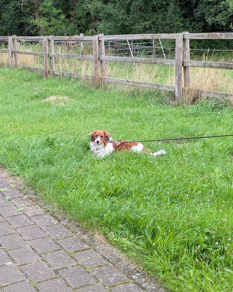 Ein Kooiker im Gras liegend.