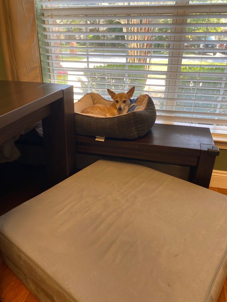 A small silly dog on her favorite sunbathing bench with a massive futon beneath her for safety