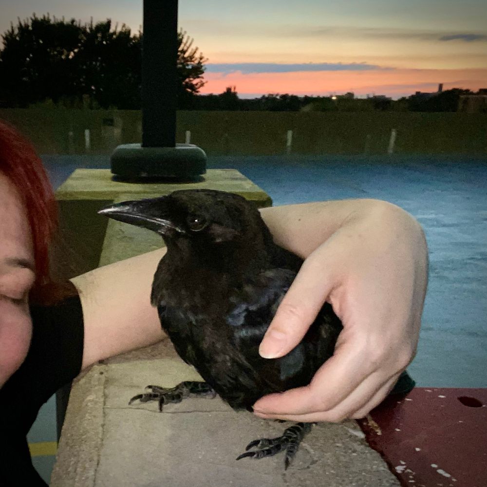 Selfie with an adult crow. The crow is perched on a concrete ledge. I have my arm and hand loosely draped over him to catch him if he tips over. A large tree and the sunset are visible in the background. 💔