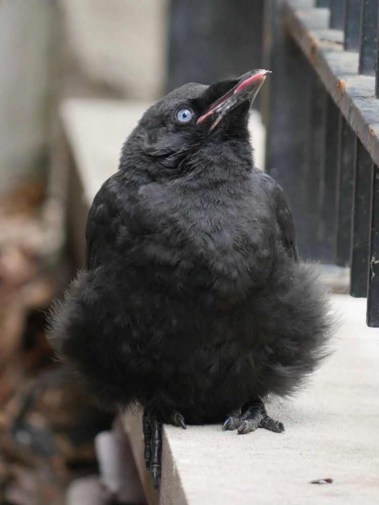 Crow fledgling perched on a concrete city ledge. He’s pigeon-toed and so floofed up that he looks round. He’s looking skyward with his bright blue baby eyes, and his pink tongue is hilariously sticking out of his beak. 