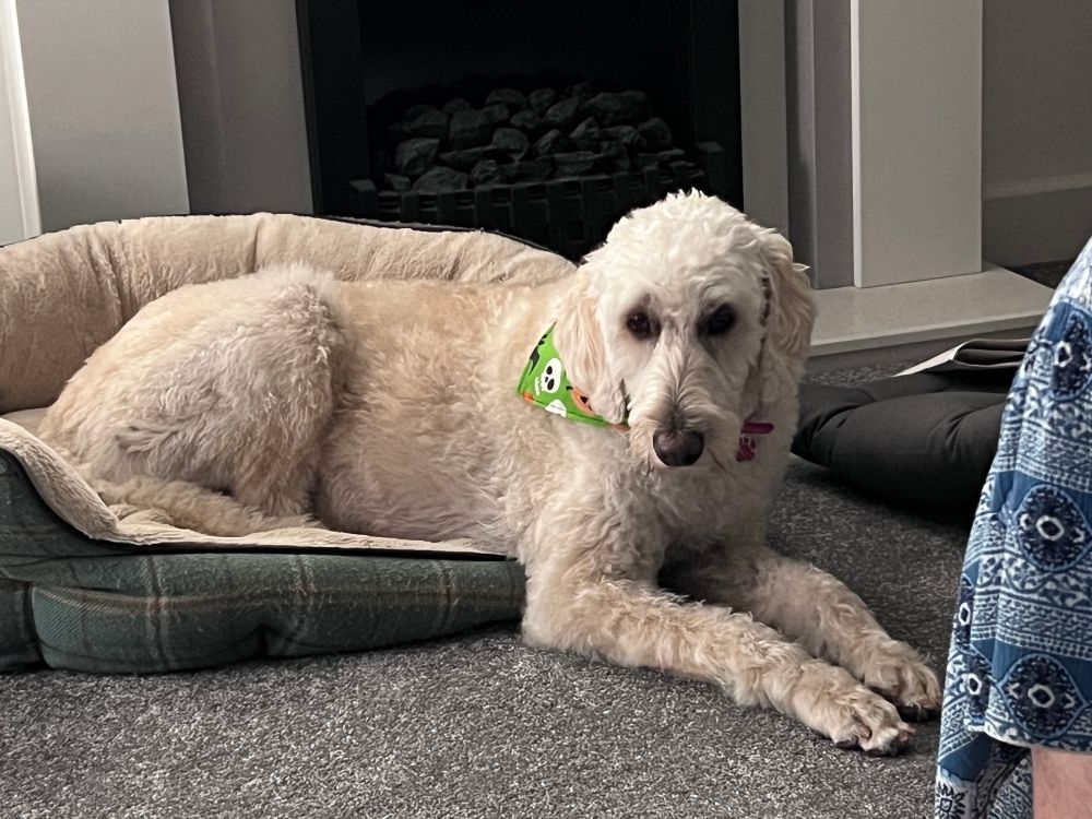 photo of cream labradoodle lying in her bed looking at camera, with a green bandana decorated in skulls and pumpkins. 
