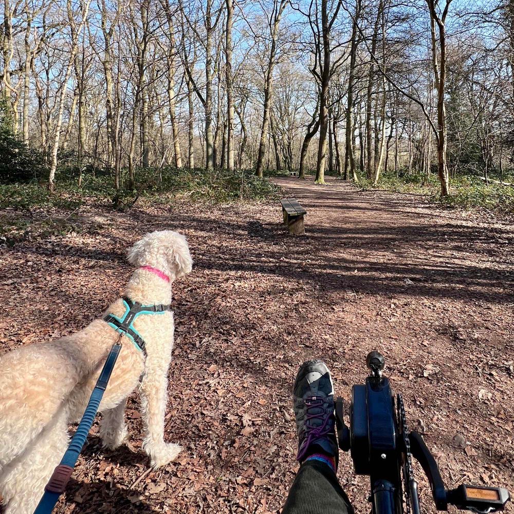 photograph. Wide path amid tall trees, still without many leaves. A labradoodle stating down the path, attached by lead to (out of shot) cyclist on recumbent cycle, pedals and one foot just visible.