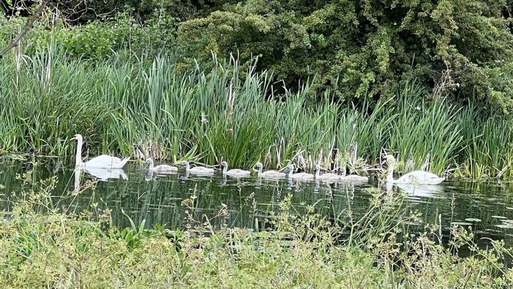 photo as per accompanying text - seven cygnets swimming along a calm river in single file with a parent Swan at either end. 