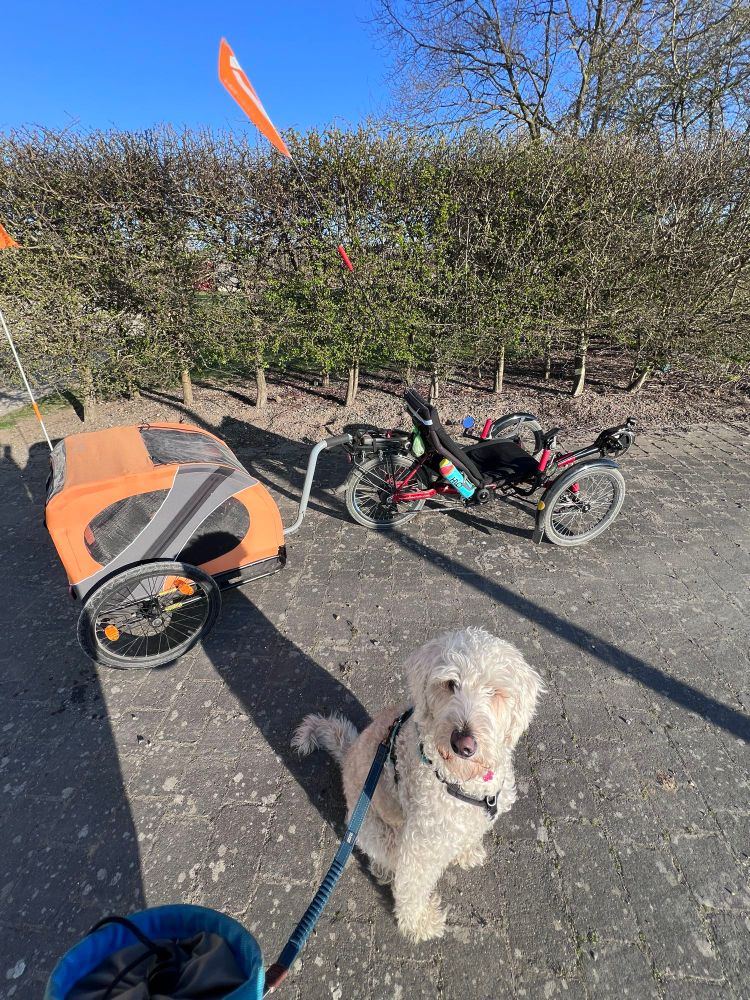 Photo, the full cycling setup, red recumbent tadpole trike with bright orange dog trailer, dog herself, a cream furred labradoodle, posing sat in front. 
