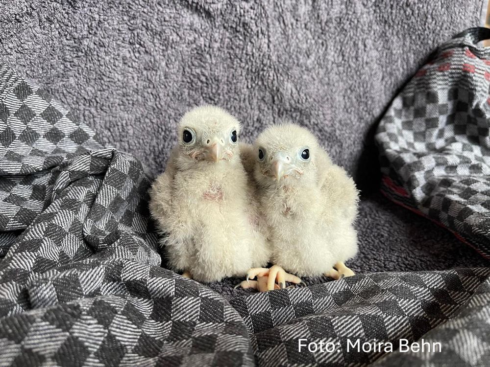 2 Turmfalken-Nestlinge 