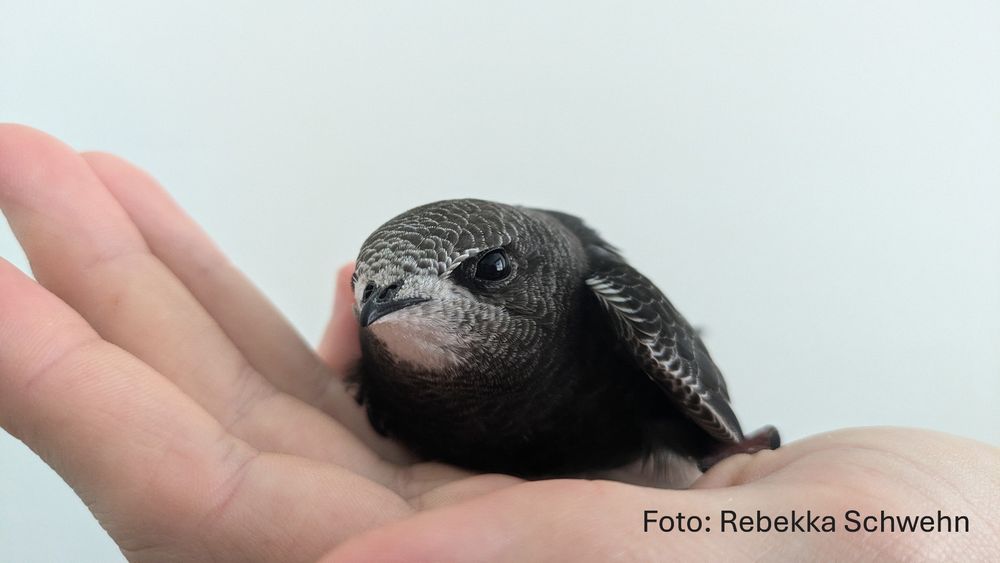 Mauersegler-Nestling.