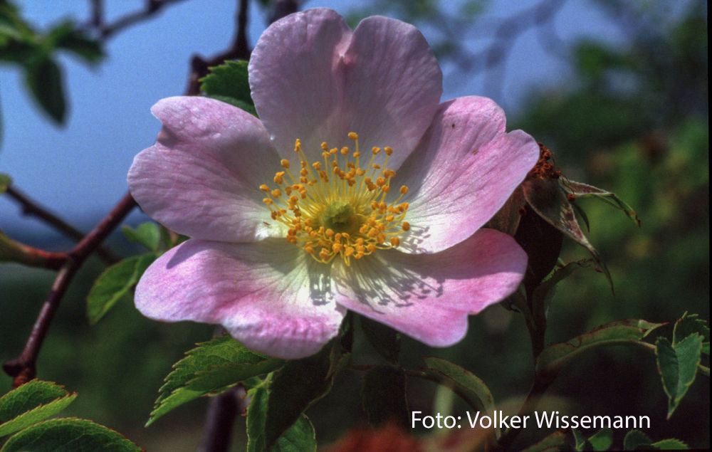 Blüte einer rosafarbenen Wildrose