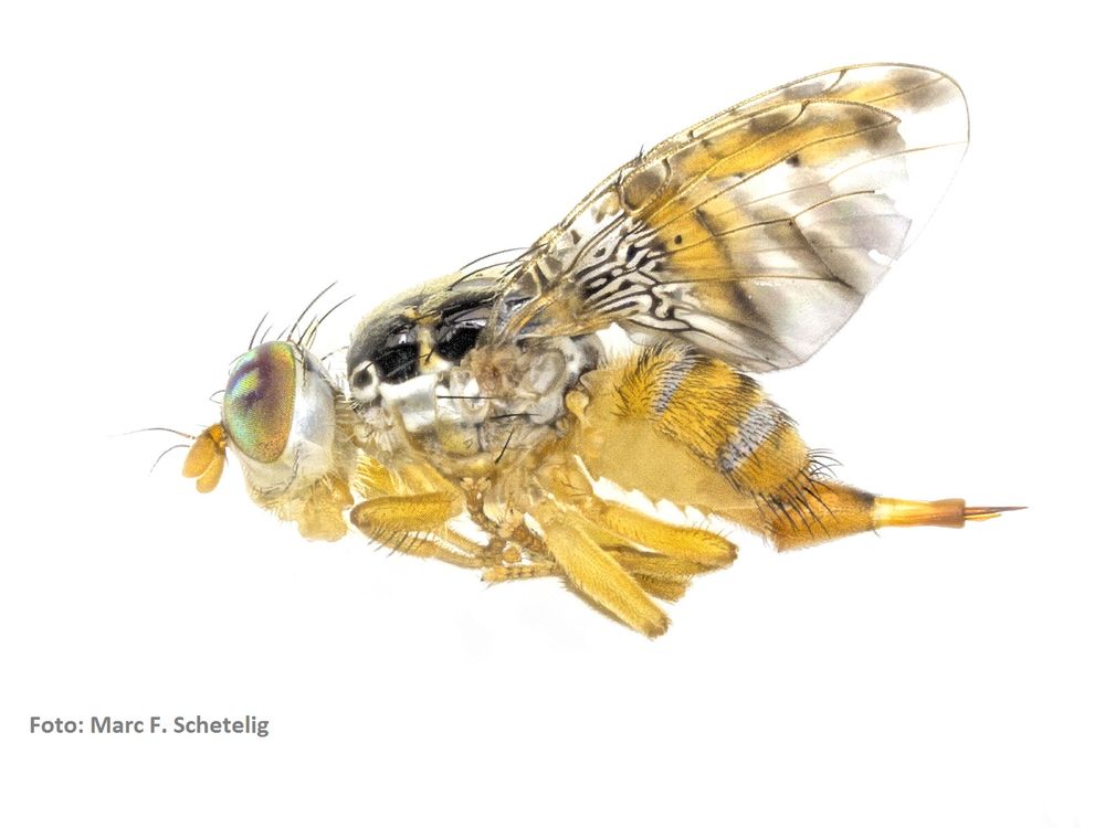 Mittelmeerfruchtfliege
