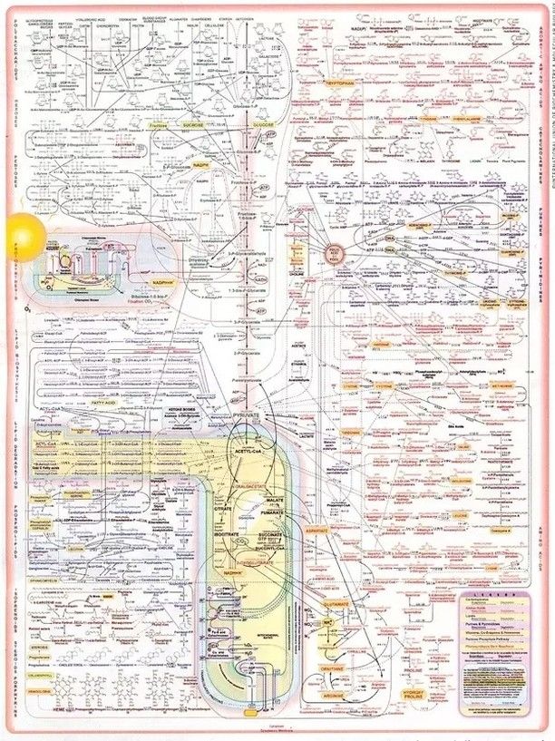 A very complex diagram.