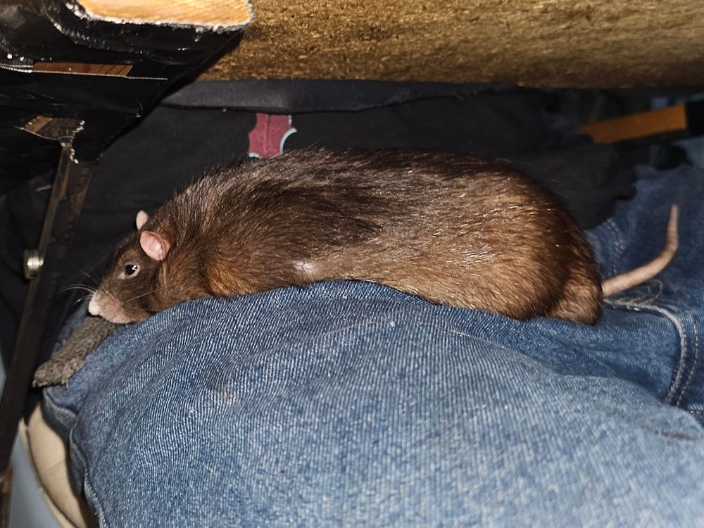 Black rat Toffee Tops pancaked in my lap, eyes half-closed, completely relaxed. 