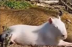 Image of an albino capybara lying next to a regular capybara. Another image just brazenly ripped from google. 