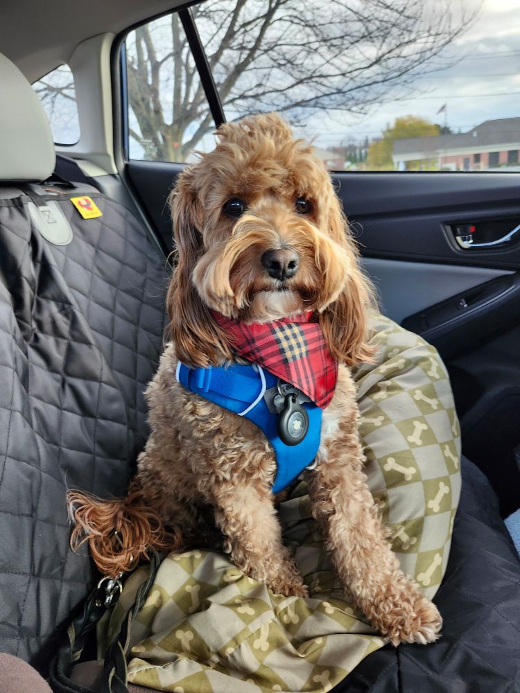 Red cockapoo sitting up in the back seat of a car