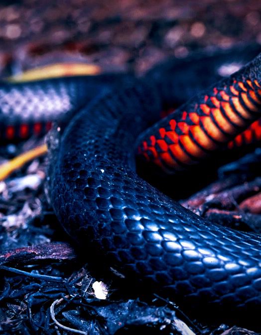 Red bellied old black serpent.