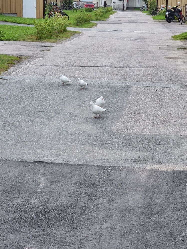 Four white doves, or mainly white doves, strutting about in two pairs, just next to each other.