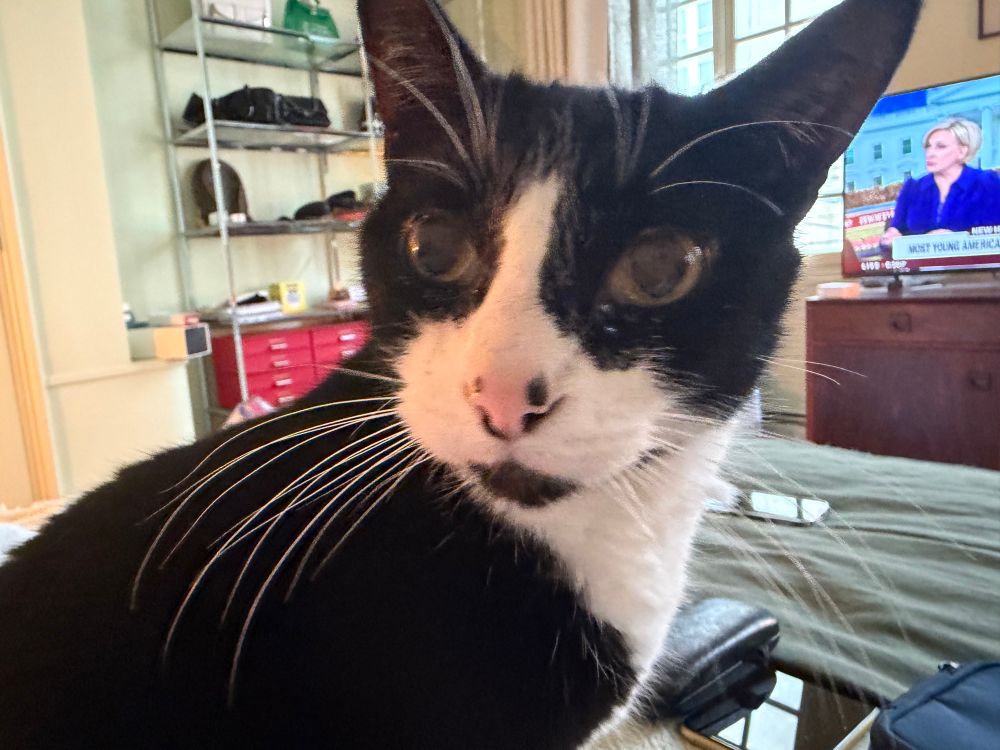 Tuxedo cat who is ridiculously handsome watching Morning Joe
