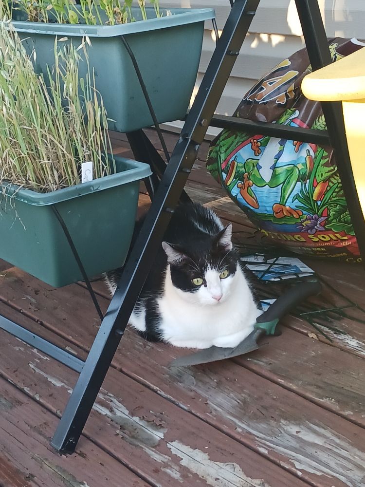 Black and white cat underneath a slanted tiered garden planter.