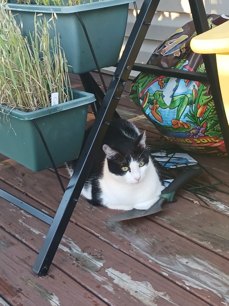 A black and white cat loafing under a tiered planter 