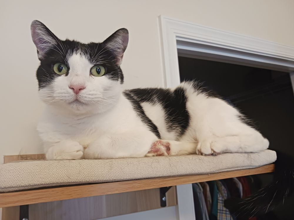 White and black cat on a shelf near an open closet door.