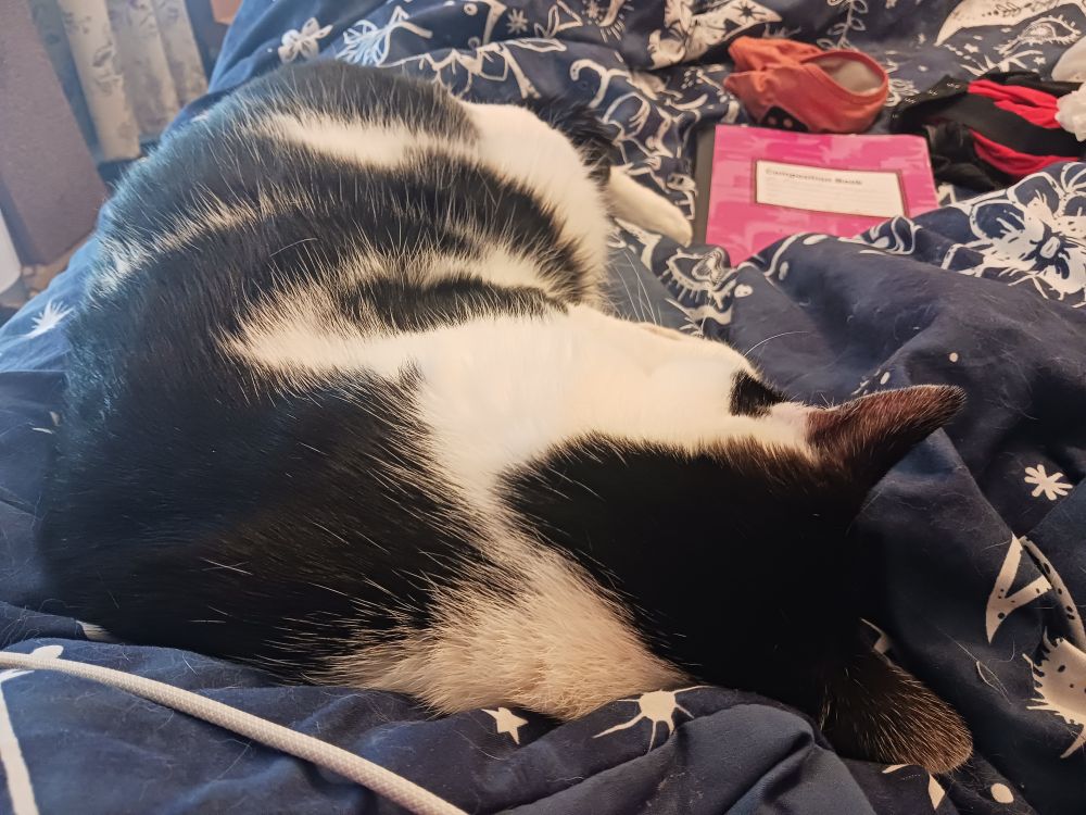 A black and white cat sleeping on a bed.