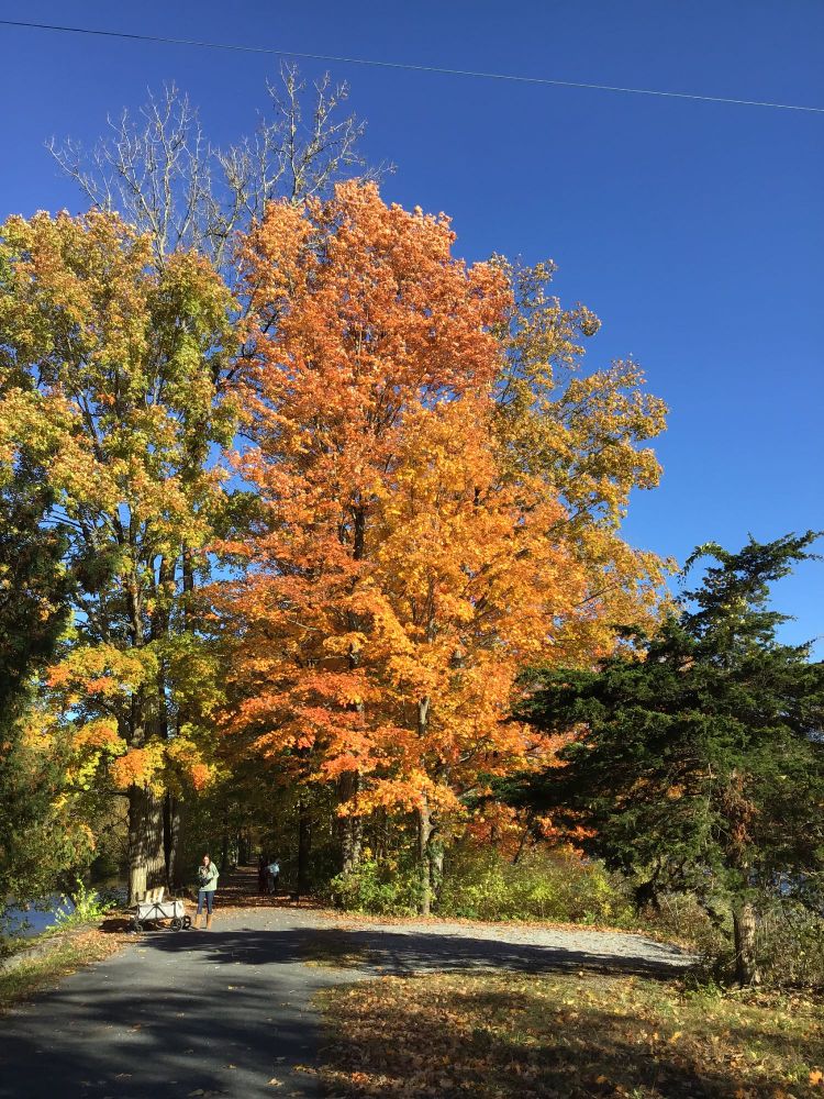 Tree with orange and gold leaves against a bright blue sky, with a walking path at the bottom left