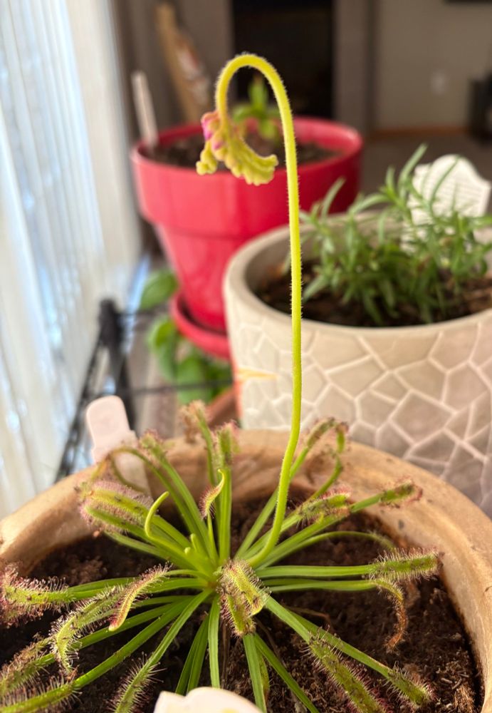 Cape Sundew carnivorous plant with a tall stalk topped with small dark-pink flowers