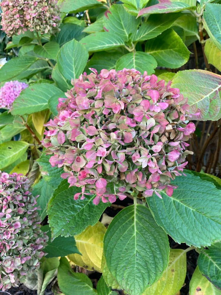 Large hydrangea bloom fading from pink to green. Leaves are fading from green to yellow