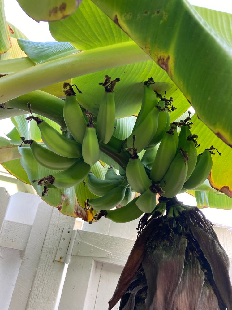 Green bananas growing on a stalk with a red flower slightly bigger than a football below. The bananas grow under a canopy of green leaves